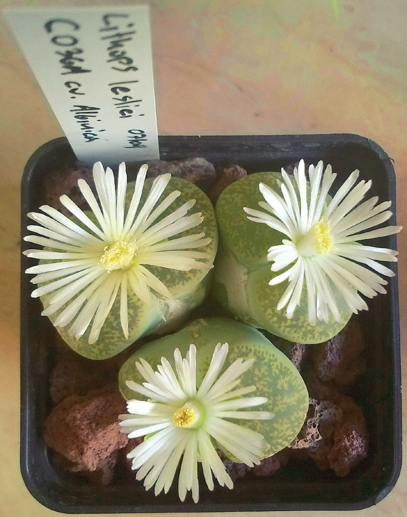 Lithops lesliei C36A cv. albinica